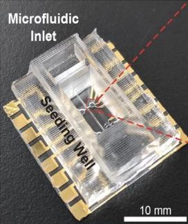 Heart-on-a-chip platform