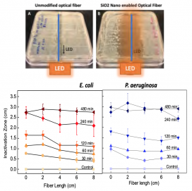 An E. coli bacterial lawn on 8x10cm Lysogeny broth Agar plates 