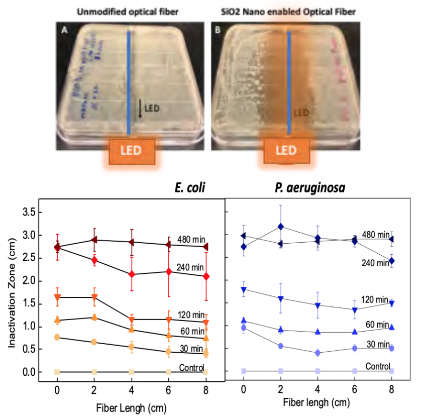 An E. coli bacterial lawn on 8x10cm Lysogeny broth Agar plates