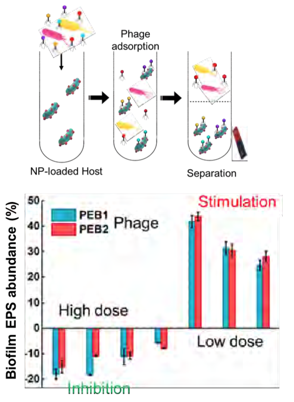 Phages isolation using SNP-conjugated bacterial hosts;and response of biofilm to various phage doses 